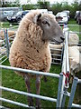 Uffculme : Uffculme Show 2010 & Sheep