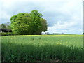 Farmland near Wayrham Farm