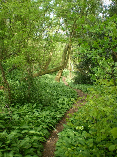 Narrow path through wild garlic © Richard Law cc-by-sa/2.0 :: Geograph ...