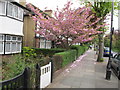 Cherry blossom in Princes Gardens