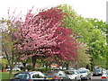 Cherry, hawthorn and horse chestnut blossom