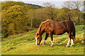 Horse Grazing, Minffordd, Gwynedd