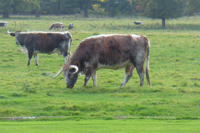 Rare Breed Cattle at Attingham Hall © Anthony Parkes :: Geograph ...