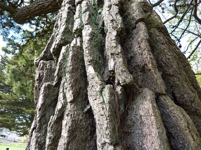 Fissured pine bark, Union Street Park, Torquay