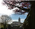 Beech tree, park, Union Street, Torquay