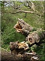 Fallen tree, Knowle Hill