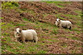 Sheep at Penrhyndeudraeth, Gwynedd