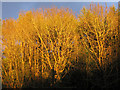 Trees at sunset