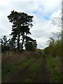 Tree by the track