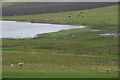 Marsh beside Loch of Hillwell