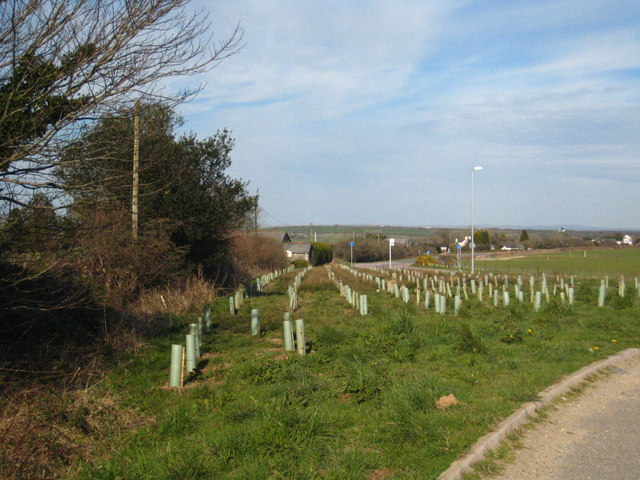 Tree planting by the old A30
