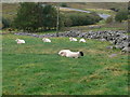 SH8441 : Field of rams near the top of Llyn Celyn by Eirian Evans