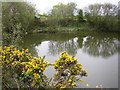 Pond near Moss Side