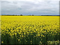 Grateley - Rapeseed