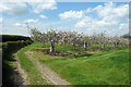 Kentish Orchard in Blossom