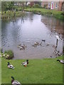 Duck Pond, North Stainley