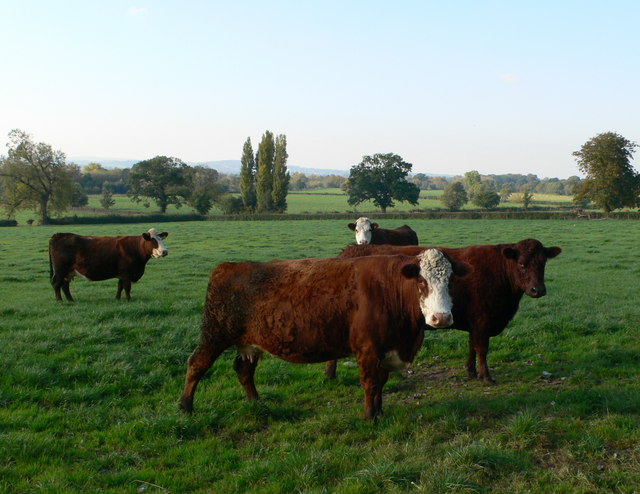 Hereford cattle at Plas Coch farm © Eirian Evans cc-by-sa/2.0 ...