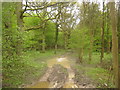 Track into Nackholt Wood