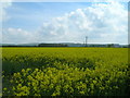 Rape field near Yapham Grange