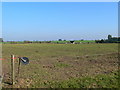 Cattle grazing field with electric fence