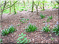 Bluebells near the Dingle