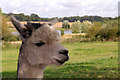 Llama, Willows Farm, St Albans