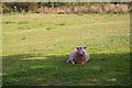 Sheep at Willows Farm, London Colney