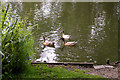 Ducks on the River Colne, London Colney