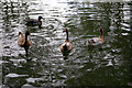 Ducks on the River Colne, London Colney