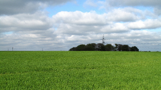 Crop in field E. of Quebec