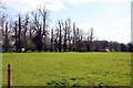 Line of trees in Ascott Park