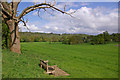 Towards Norbury Park