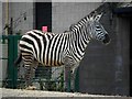 Zebra, Belfast Zoo