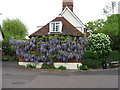 Blossom on The Priory