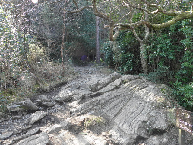 A path in Donard Forest, Newcastle