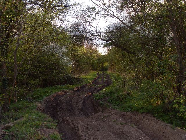 Start of rutted track through wood