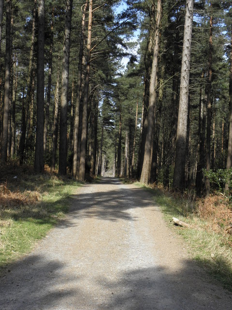Pathway in Donard Forest , Newcastle