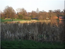 SP2872 : Lakeside reeds, Abbey Fields, Kenilworth by John Brightley