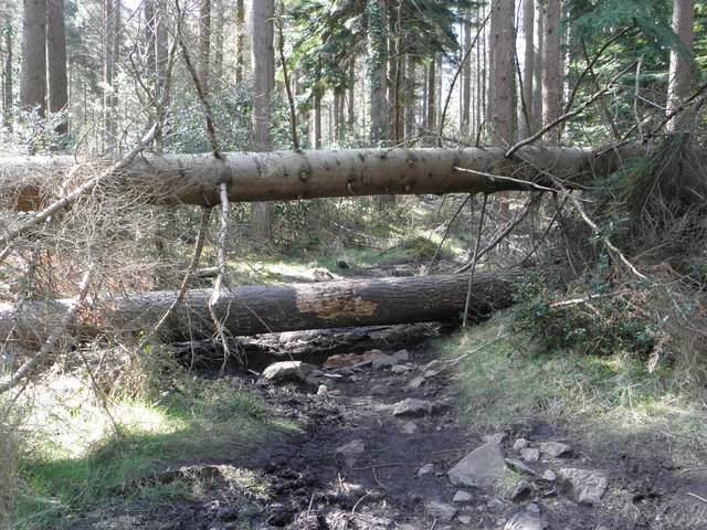 A road blocked in Donard Forest Park