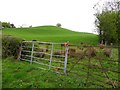 Annagh Townland