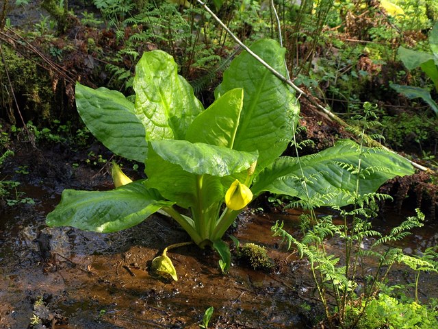Skunk cabbage by the Shuttern Brook