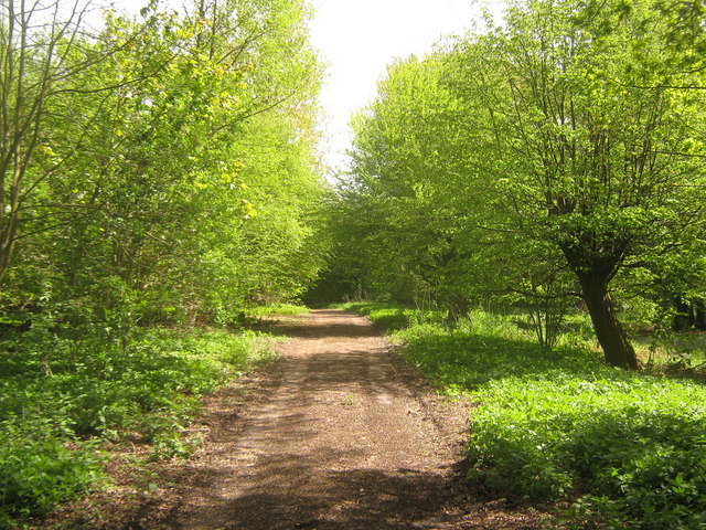 Access track in Bockhanger Wood © David Anstiss :: Geograph Britain and ...