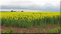 Oilseed rape, Sutton Court