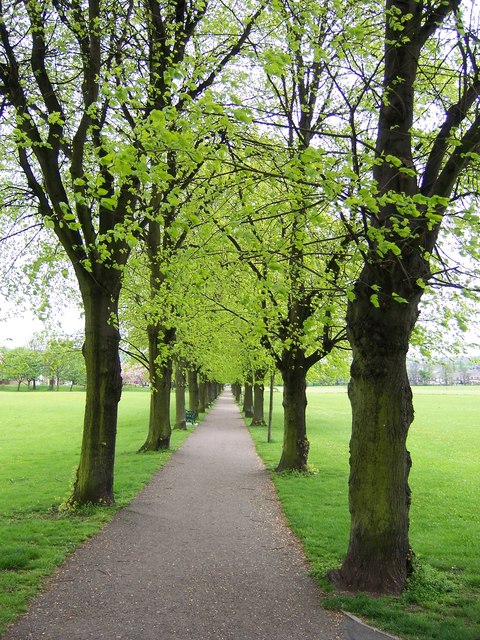 Avenue of Trees, Ecclesfield Park,... © Terry Robinson cc-by-sa/2.0 ...