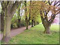 Avenue of Trees, Ecclesfield Park, Ecclesfield, Sheffield - 4