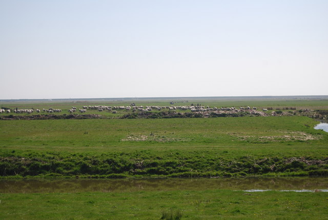 Sheep near the military canal