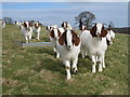 TQ8222 : Goats at Morley Farm by Oast House Archive
