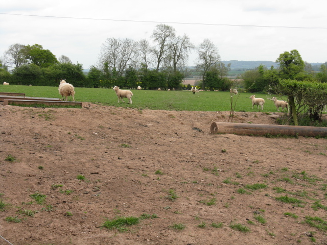 Sheep near Acresfield
