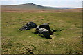 SX5478 : Cist east of White Tor by Guy Wareham