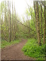 Woodland path in Farningham Wood